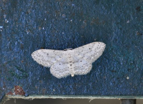 Idaea seriata, Geometridae ?  S !