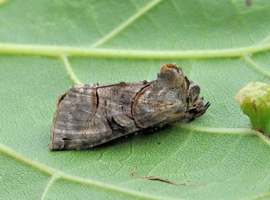 Abrostola tripartita, noctuidae plusiinae