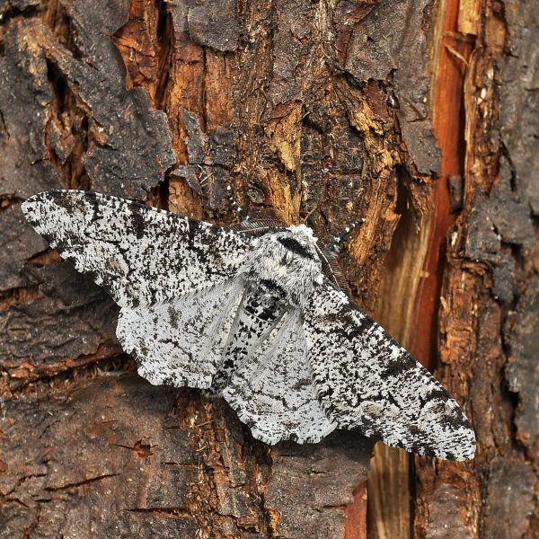 Biston betularia, geometridae