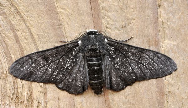 Biston betularia, geometridae