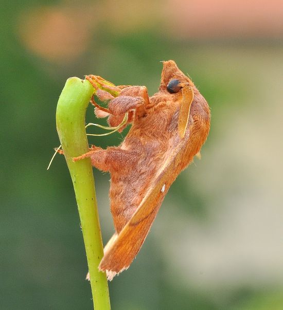 Odonestis pruni, lasiocampidae
