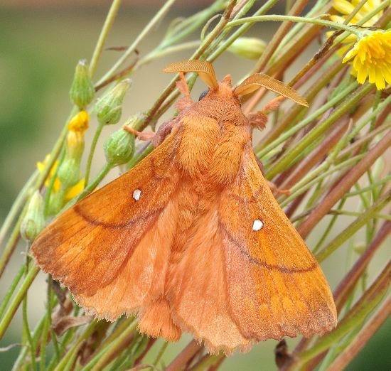 Odonestis pruni, lasiocampidae