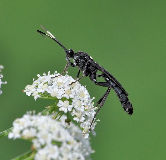 Ichneumonidae da id.