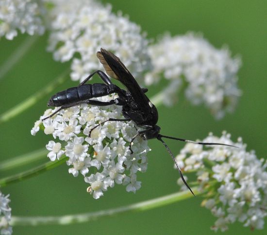 Ichneumonidae da id.