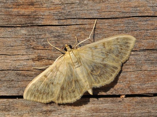 Ostrinia nubilalis femmina? No, Pleuroptya ruralis - Crambidae