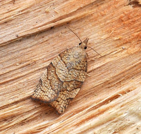 Pandemis corylana (Tortricidae), femmina ?  S !