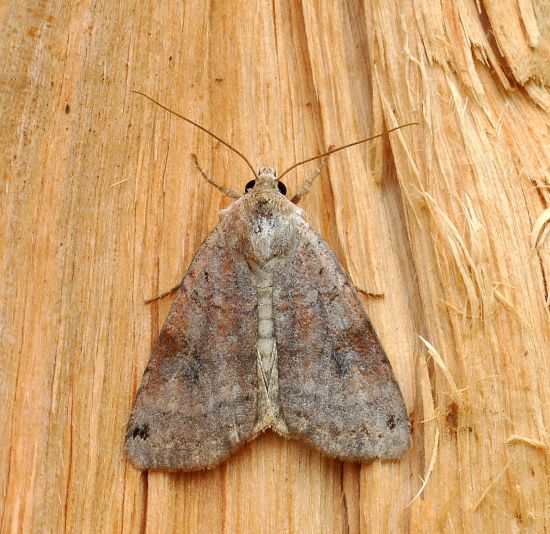 Xestia baja, noctuidae