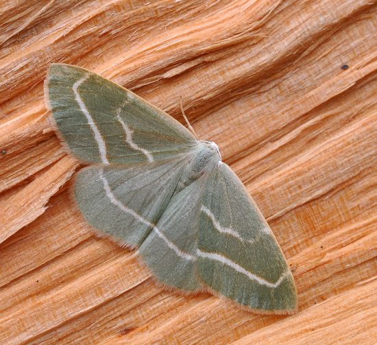 Hylaea fasciaria, geometridae (?) S