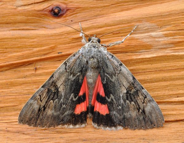 Catocala electa, noctuidae