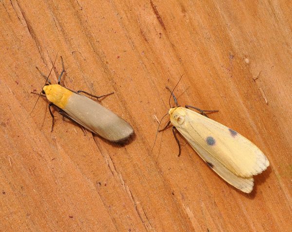 qualche farfalla di questi giorni