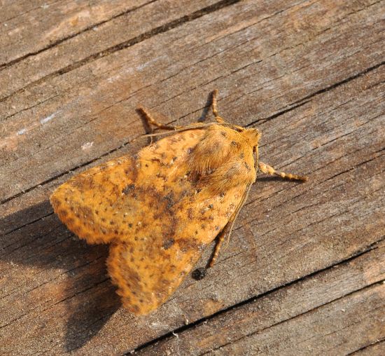 qualche farfalla di questi giorni