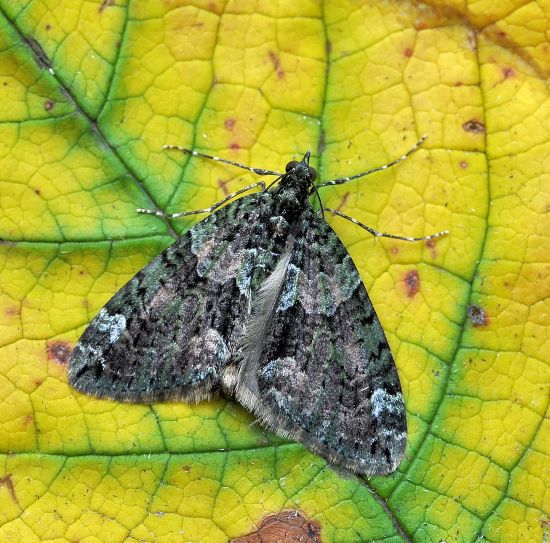 qualche farfalla di questi giorni