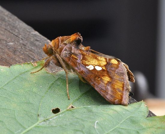 qualche farfalla di questi giorni