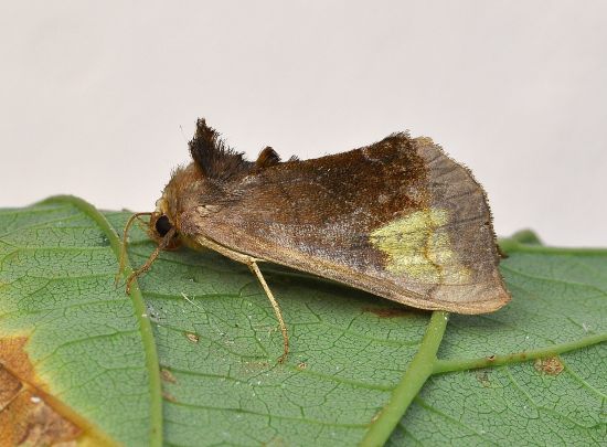 qualche farfalla di questi giorni