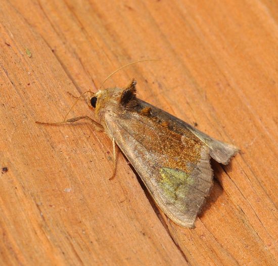 qualche farfalla di questi giorni