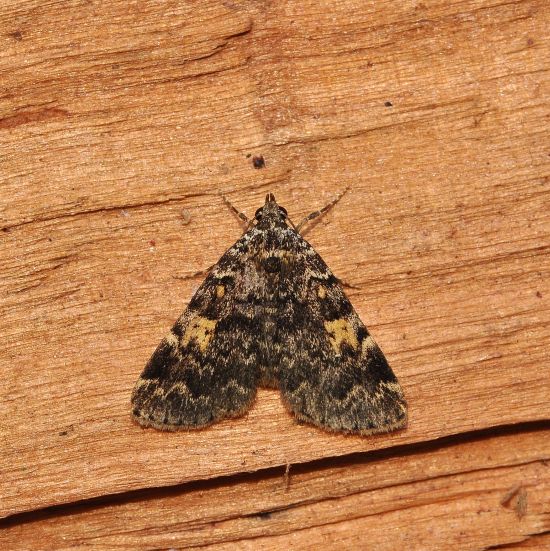 qualche farfalla di questi giorni