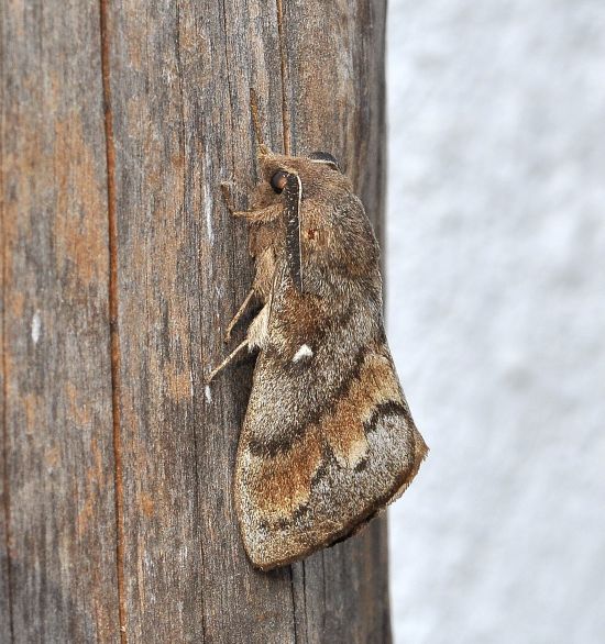 qualche farfalla di questi giorni