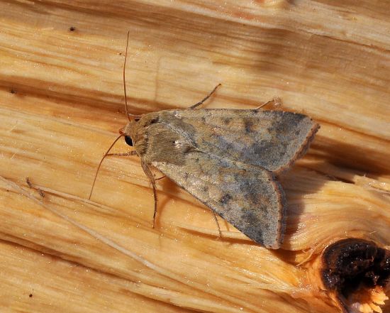 ancora Helicoverpa armigera ?