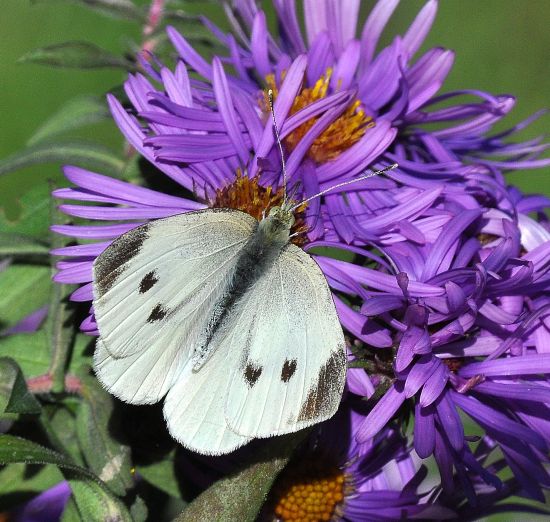 Pieris rapae femmina ?   S !