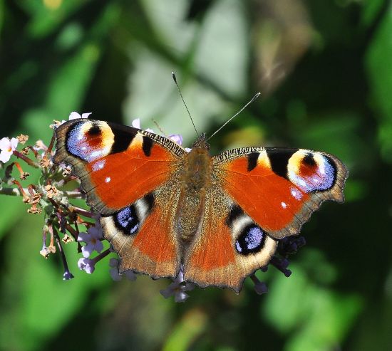 Aglais io bis