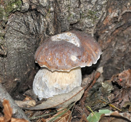 aiuto id. boletus