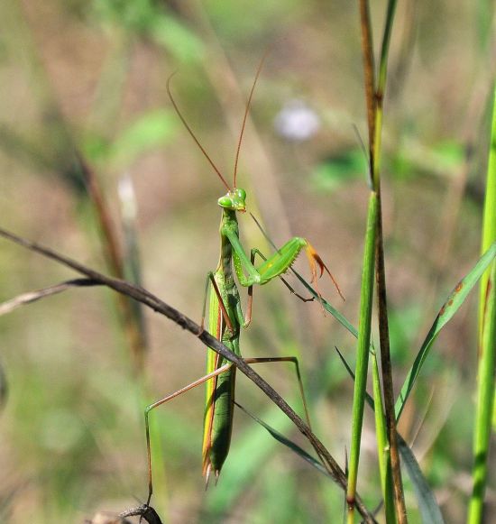 Mantis religiosa ? S, maschio