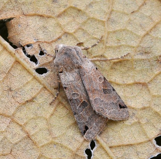 Agrochola litura