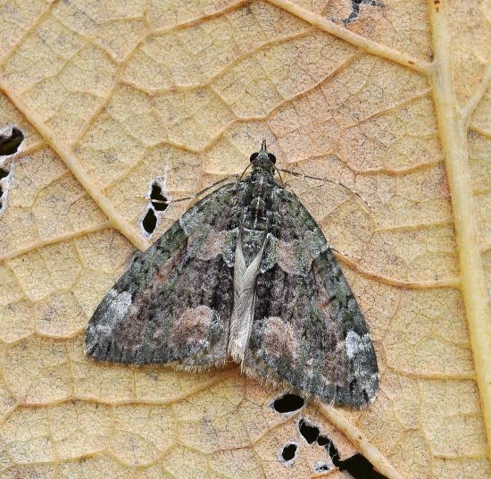 Chloroclysta siterata - Geometridae