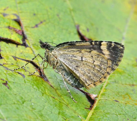 Chloroclysta siterata - Geometridae