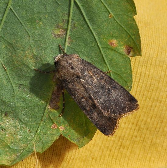 Agrotis exclamationis ? No, Agrotis segetum, femmina