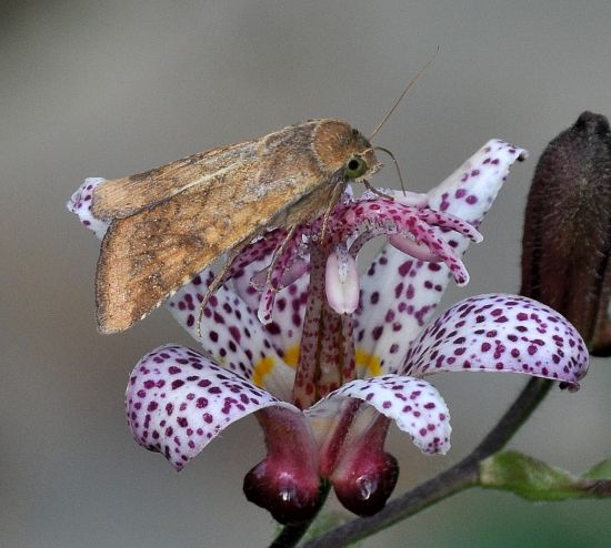 Helicoverpa armigera? S !