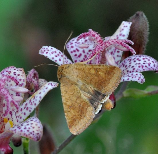 Helicoverpa armigera? S !