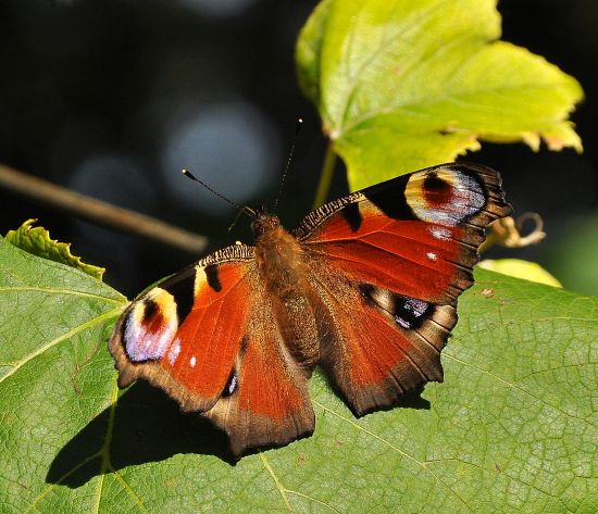 Aglais io