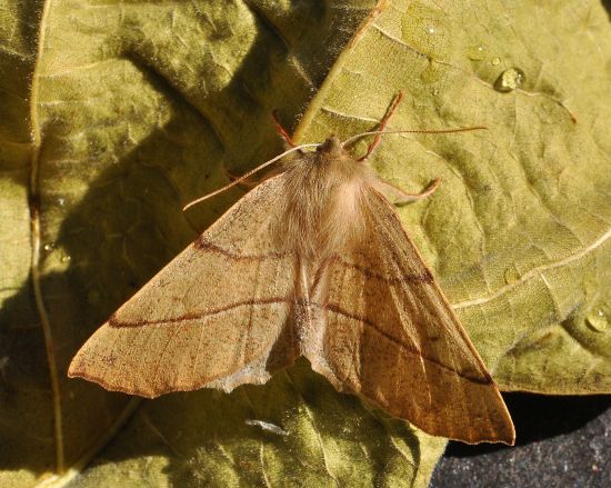 Colotois pennaria, Geometridae