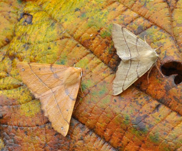 Colotois pennaria, Geometridae