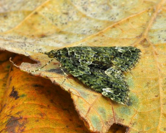 Chloroclysta siterata - Geometridae