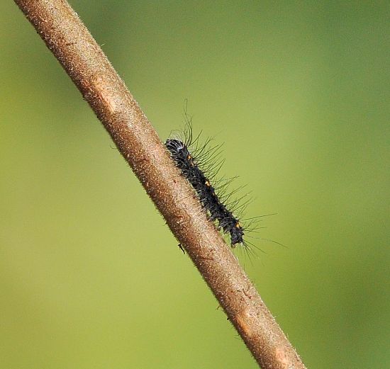 Poecilocampa populi - ciclo vitale