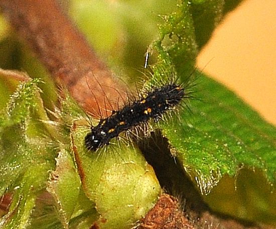 Poecilocampa populi - ciclo vitale