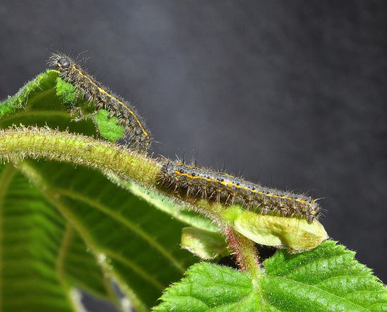 Poecilocampa populi - ciclo vitale