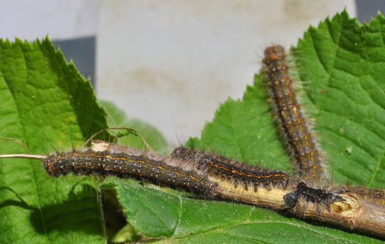 Poecilocampa populi - ciclo vitale