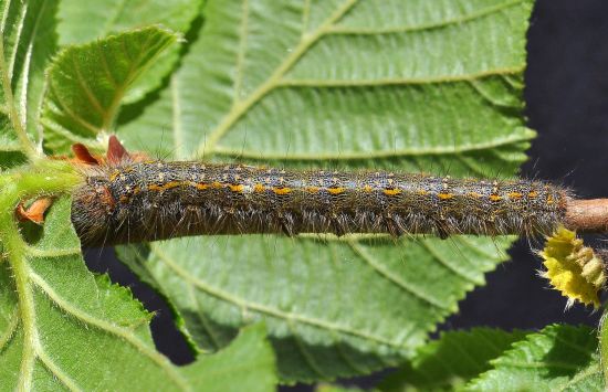 Poecilocampa populi - ciclo vitale