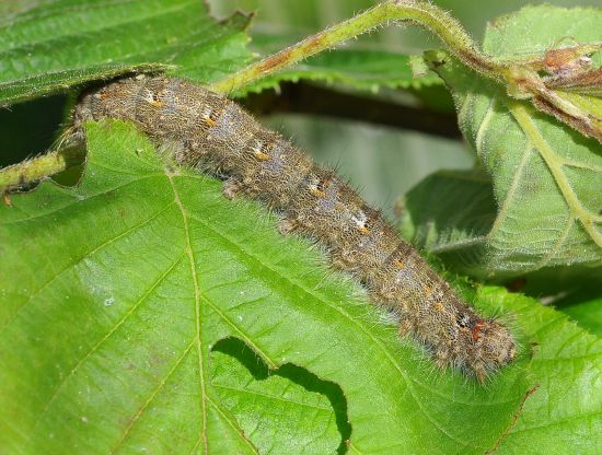 Poecilocampa populi - ciclo vitale