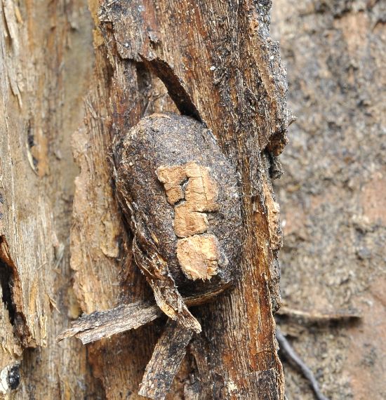 Poecilocampa populi - ciclo vitale