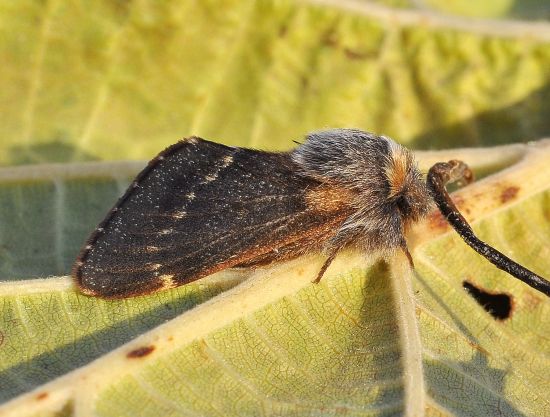 Poecilocampa populi - ciclo vitale