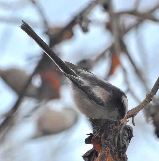 Codibgnolo (Aegithalos caudatus)