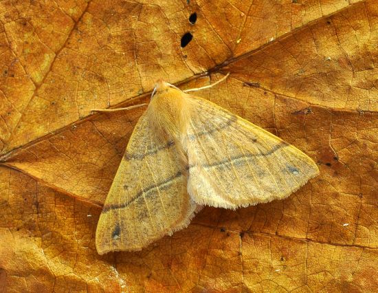 Colotois pennaria, Geometridae