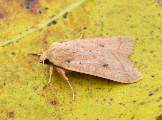 Agrochola macilenta - Noctuidae