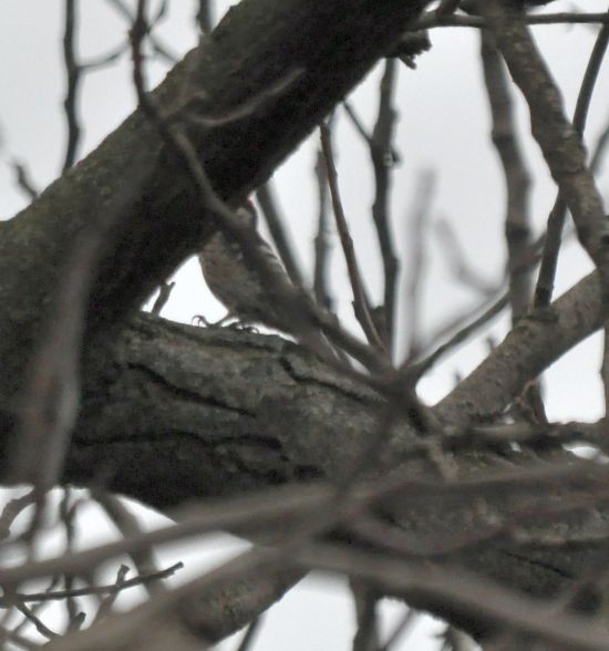 Picchio rosso minore ?  S�,  maschio