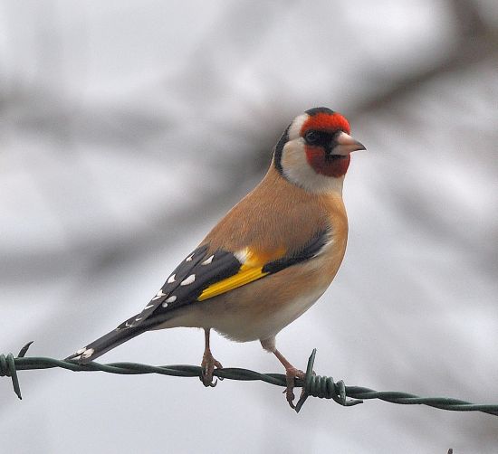 Cardellino (Carduelis carduelis)