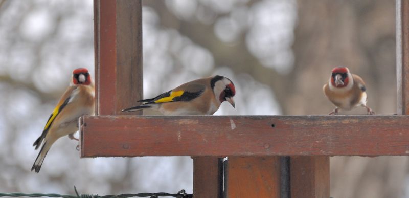 Cardellino (Carduelis carduelis)